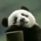 北岸看云者的头像