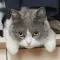 一只象龟Q的头像