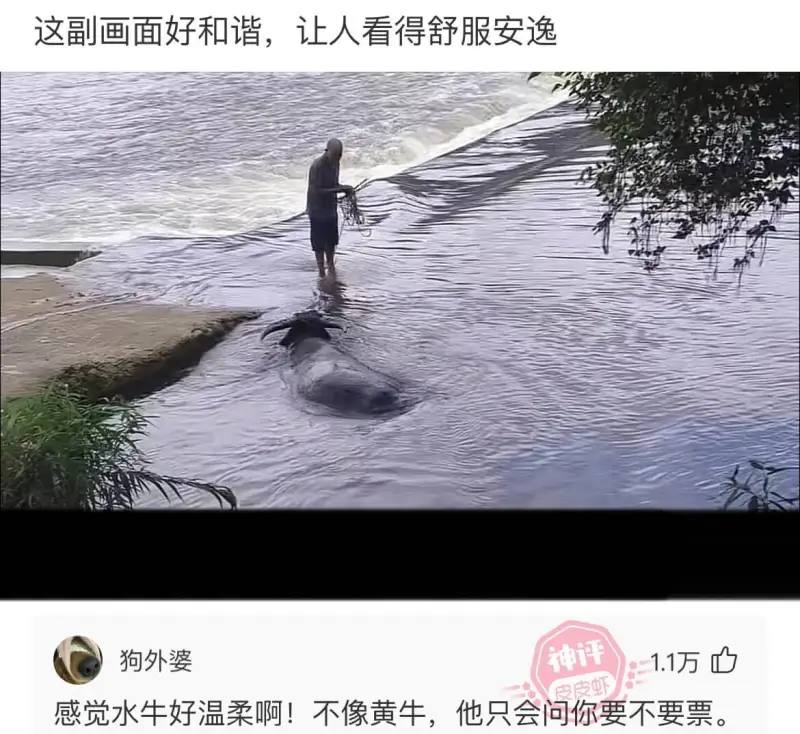 这副画面好和谐，让人看得舒服安逸.1万感觉水牛好温柔啊!不像
