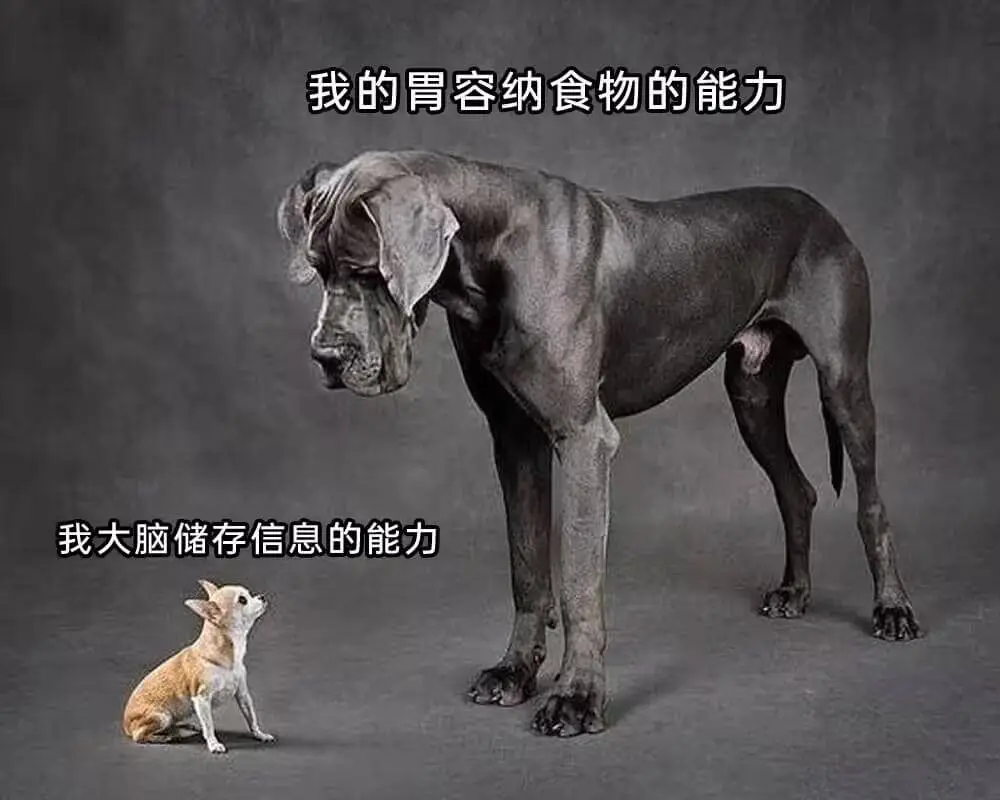 我的胃容纳食物的能力我大脑储存信息的能力