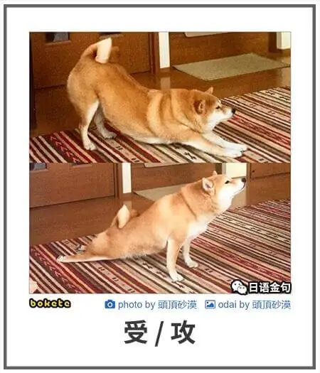 日语金包boketeophotoby頭原砂国odaiby頭真