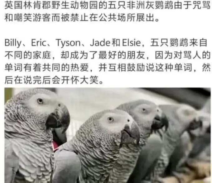 英国林肯郡野生动物园的五只非洲灰鹦鹉由于咒骂和嘲笑游客而被禁
