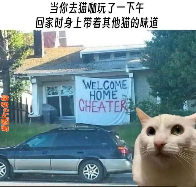 当你去猫咖玩了一下午回家时身上带着其他猫的味道WELCOME