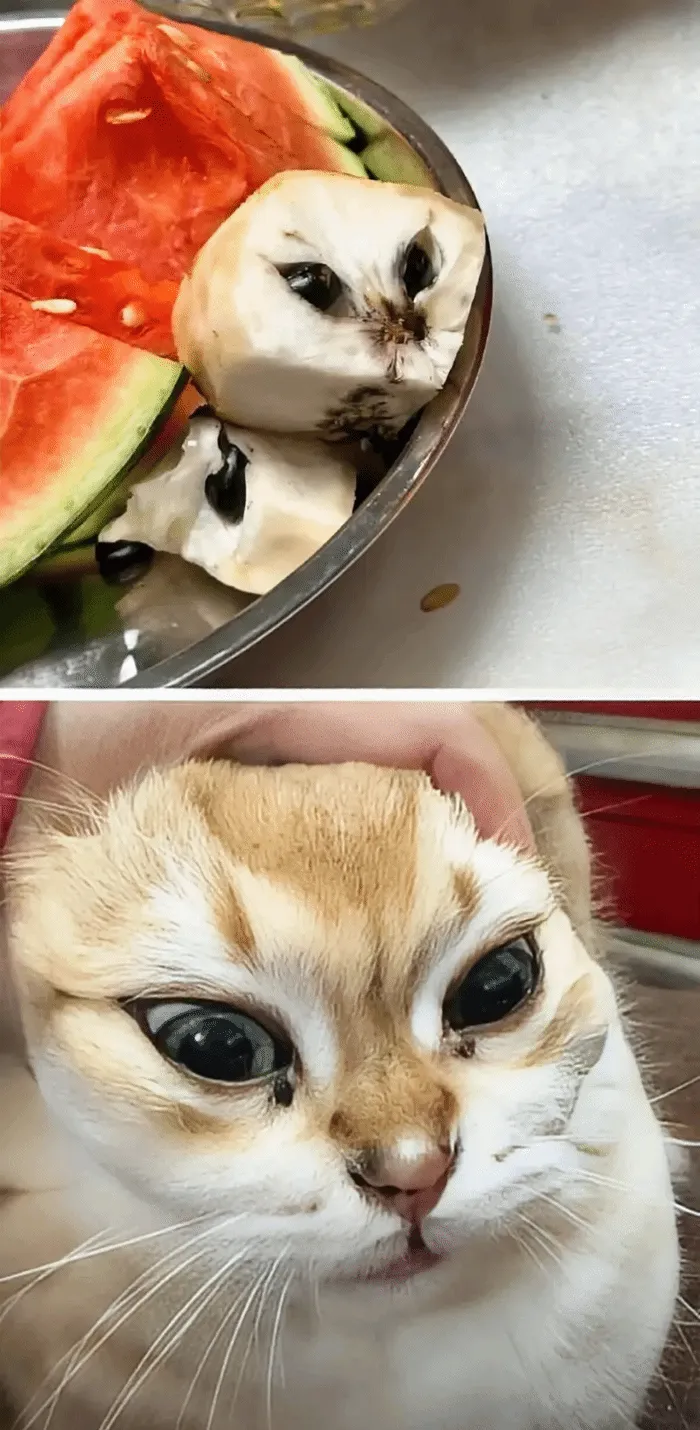 🤣🤣🤣一模一样
