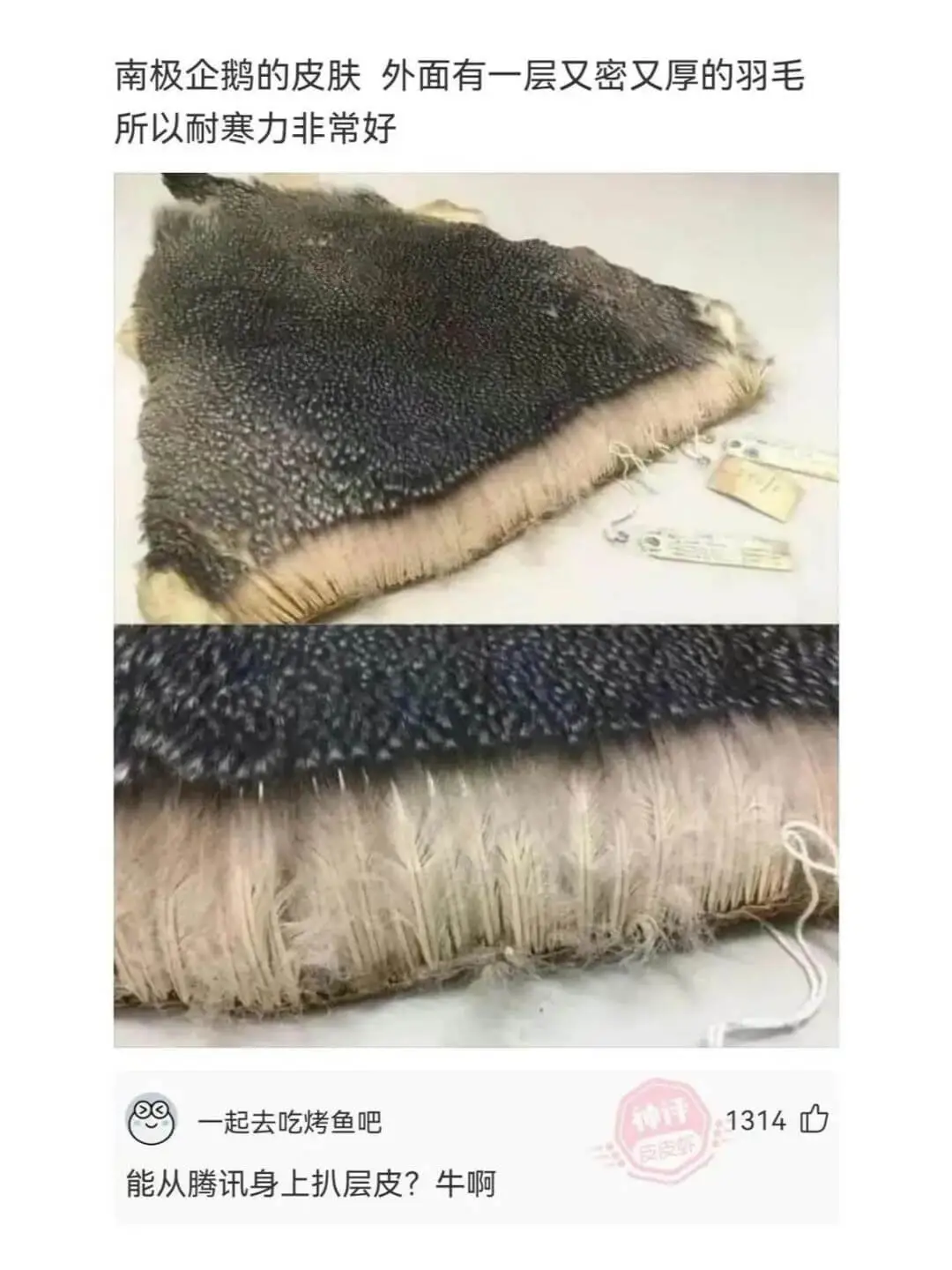 南极企鹅的皮肤外面有一层又密又厚的羽毛所以耐寒力非常好一起去