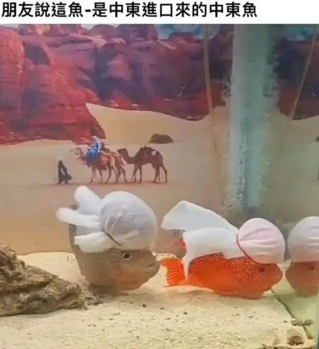朋友说这魚-是中东進口来的中东鱼
