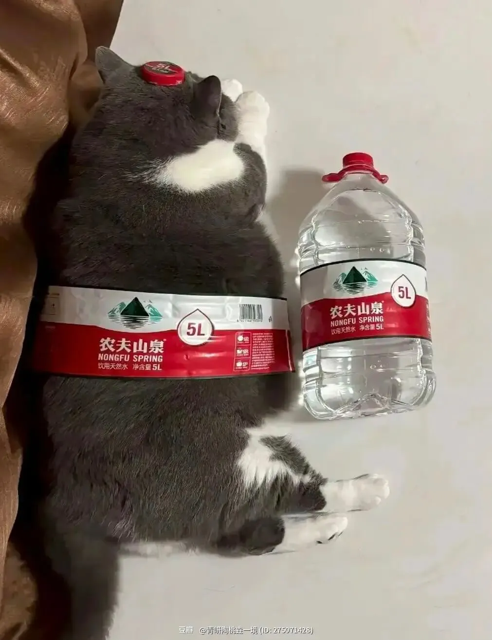 梗图