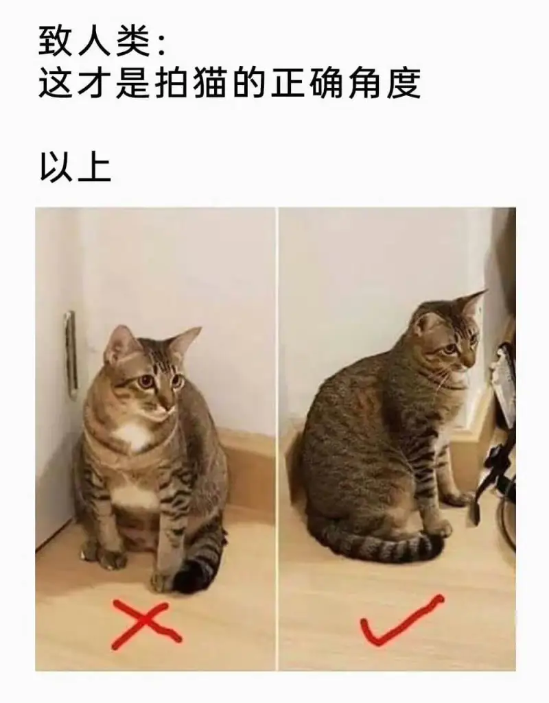 致人类：这才是拍猫的正确角度以上