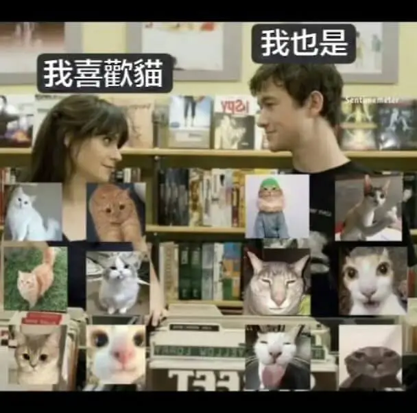我也是我喜歡貓yal