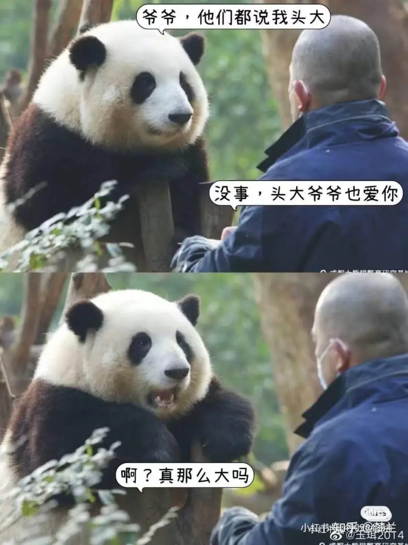 爷务，他们都说我头大没事，头大爷爷也爱你啊？真那么大吗小红纬