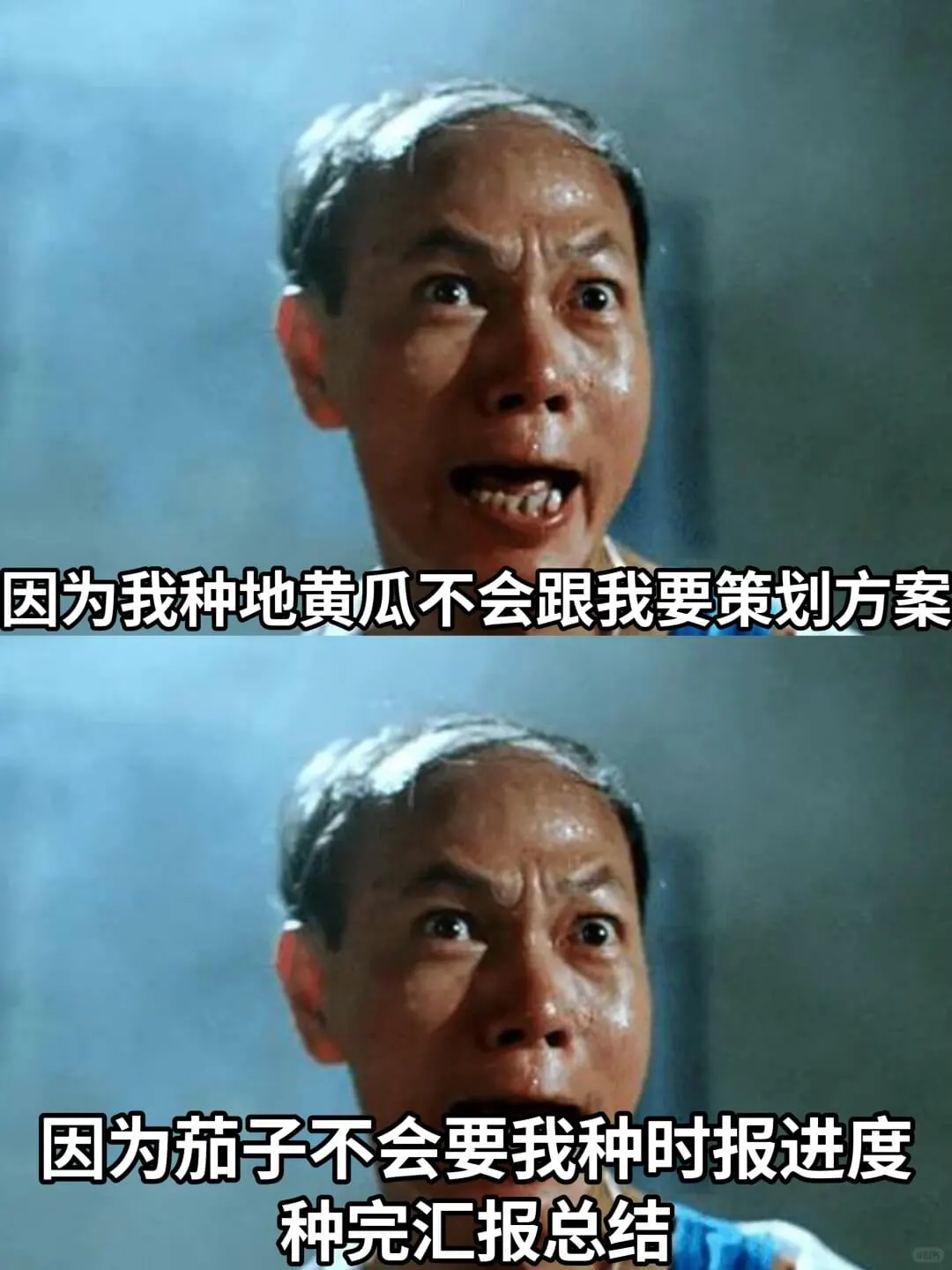 因为我种地黄瓜不会跟我要策划方案因为茄子不会要我种时报进度种