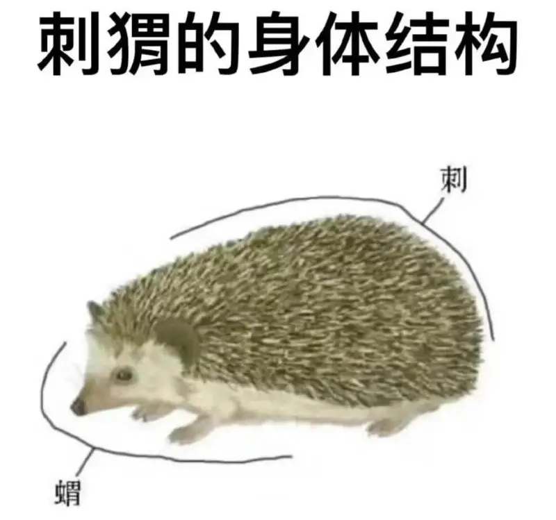 刺猬的身体结构刺蝟
