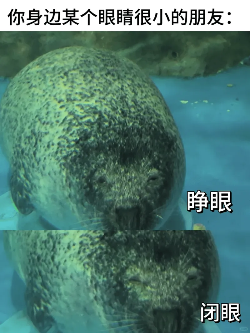 你身边某个眼睛很小的朋友：静眼闭眼