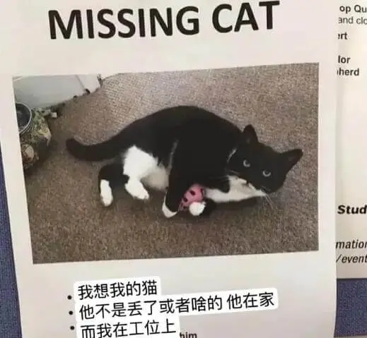 MISSINGCATOpQuandclortloriherd