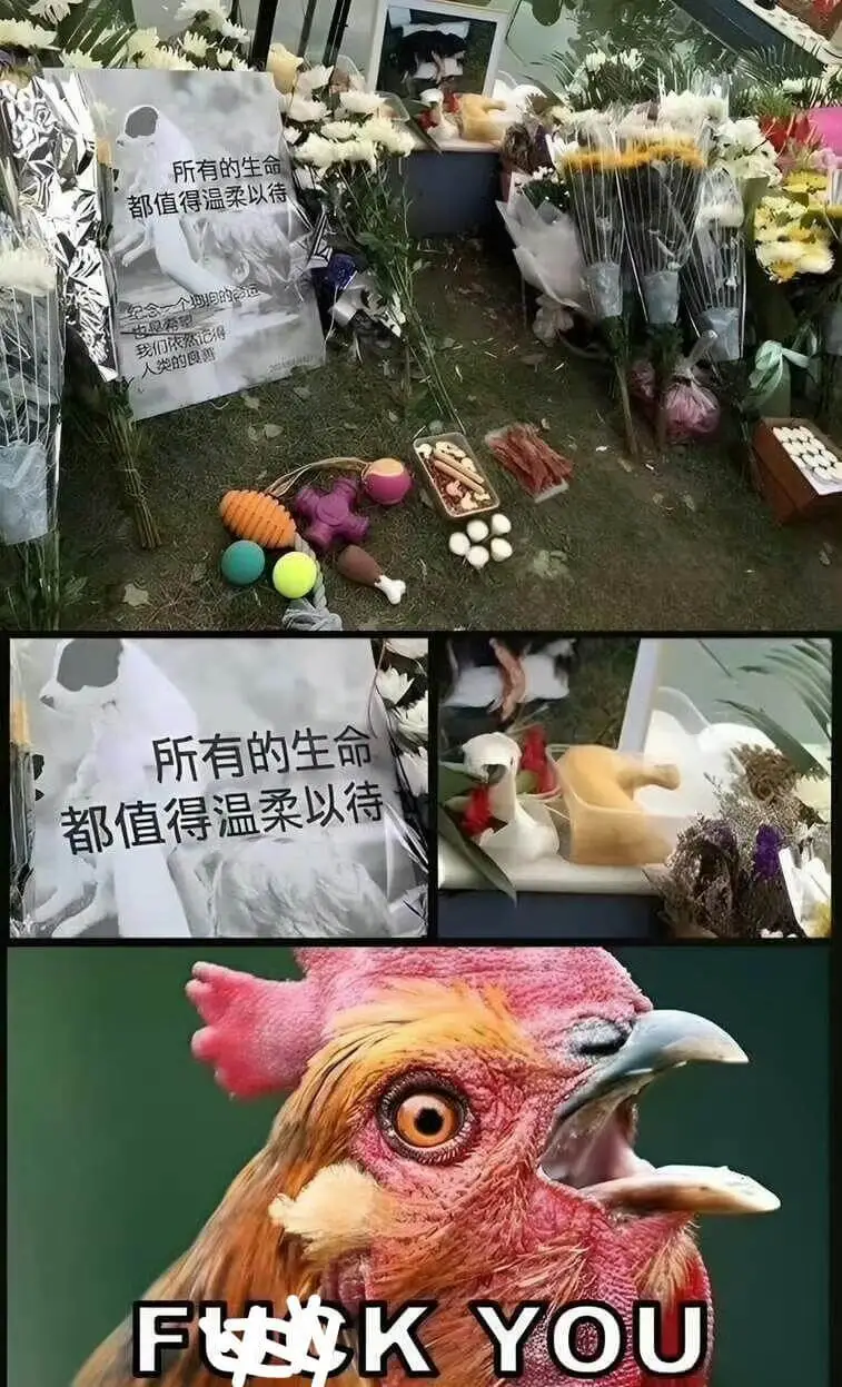 所有的生命都值得温柔以待我们依然记得人类的良惠所有的生命都值
