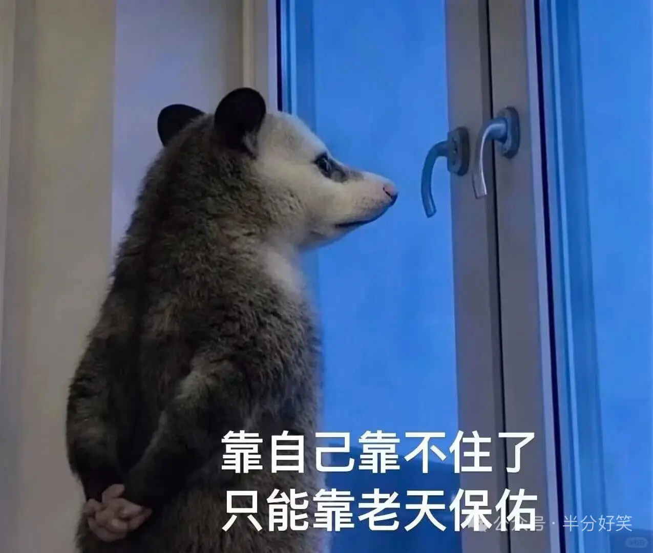 负鼠还是那么权威，字字句句戳心窝，越戳越疼😭