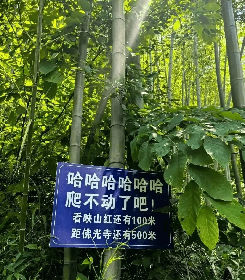 哈哈哈哈哈哈爬不动了吧！看映山红还有100米，距佛光寺还有5