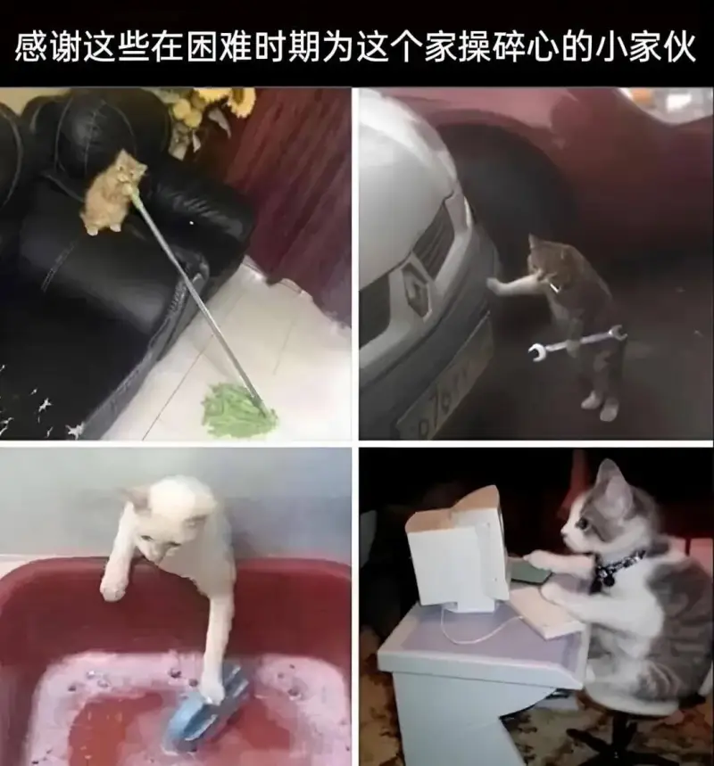 感谢这些在困难时期为这个家操碎心的小家伙