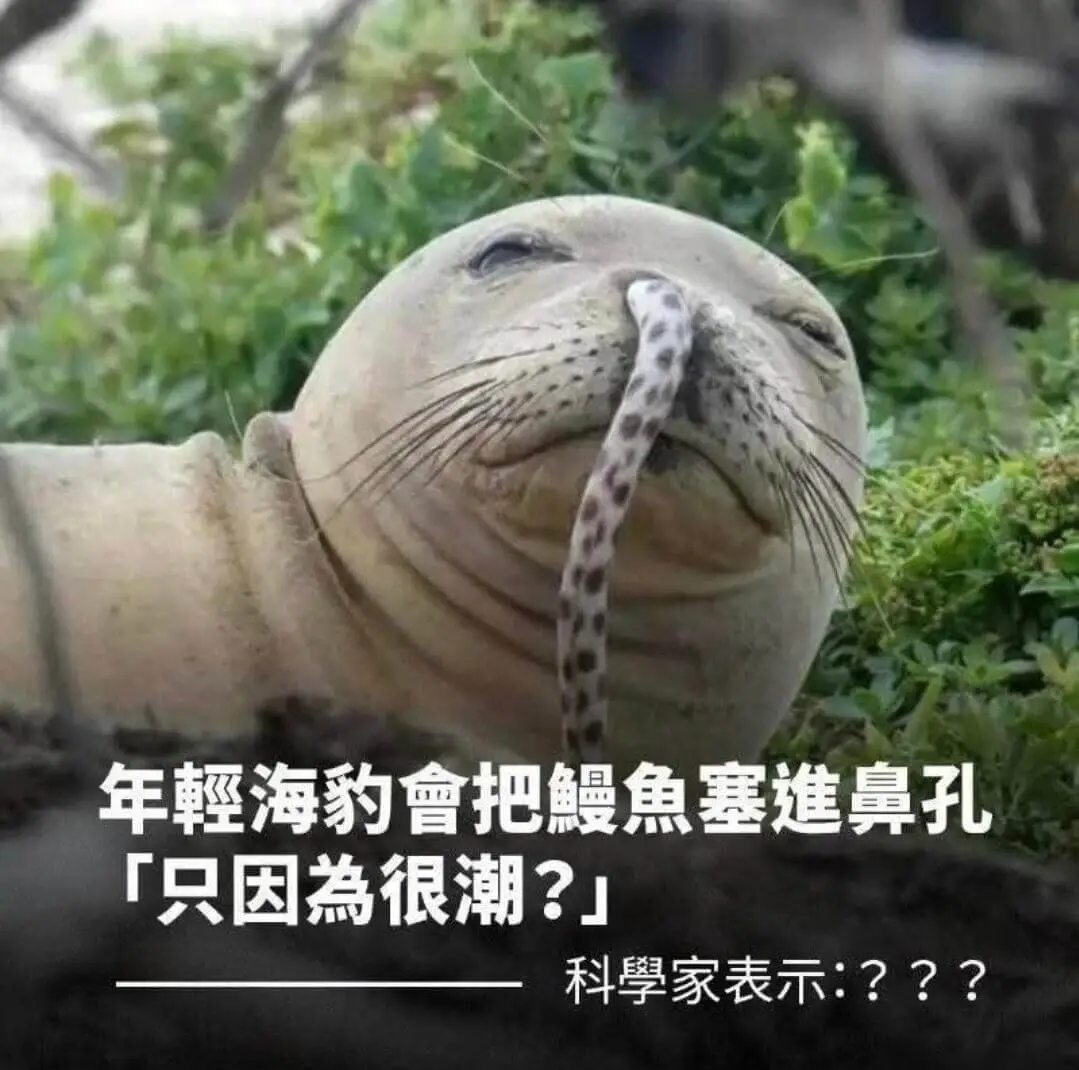 恭喜你刷到了炫酷小海豹