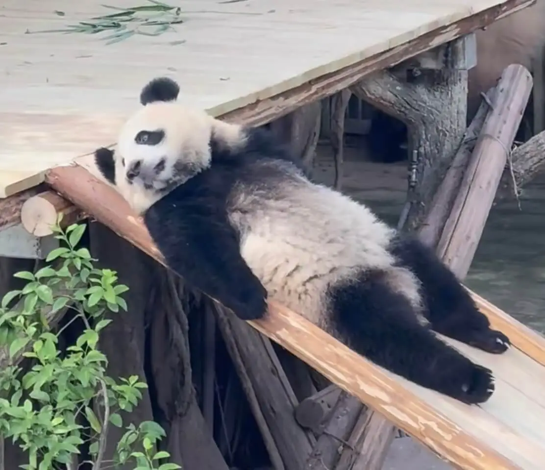 搬家不能拖