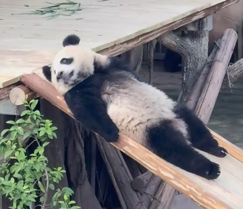 搬家不能拖一拖只会一拖再拖再拖再拖再拖