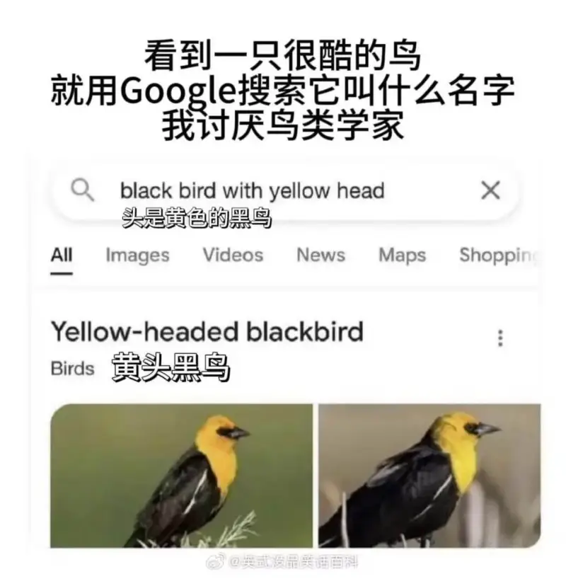 看到一只很酷的鸟就用Google搜索它叫什么名字我讨厌鸟类学