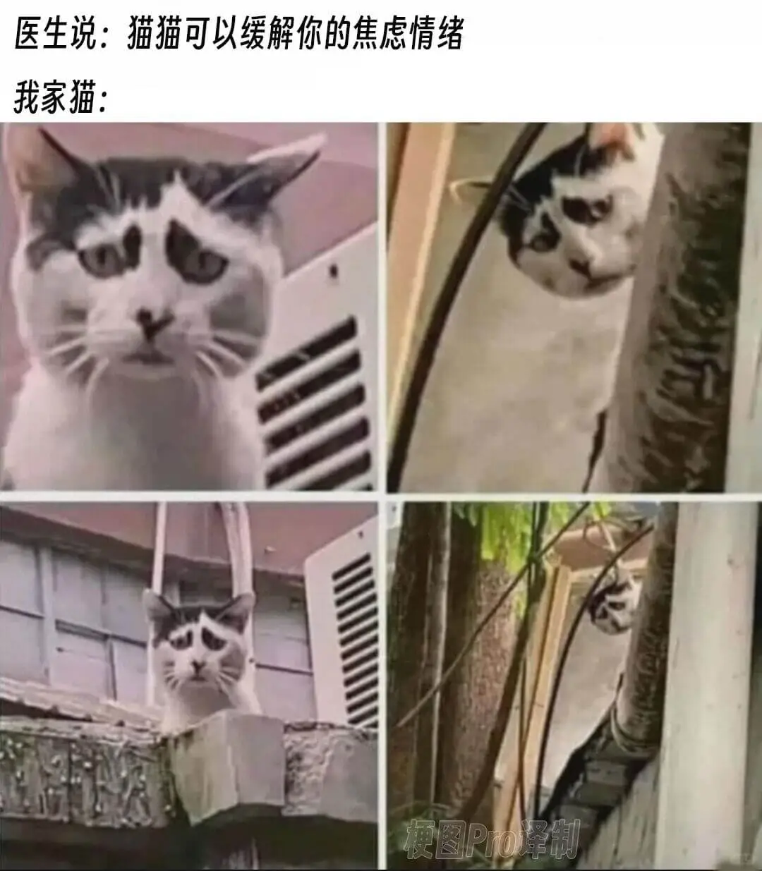 医生说：猫猫可以缓解你的焦虑情绪我家猫：梗图Pro译制