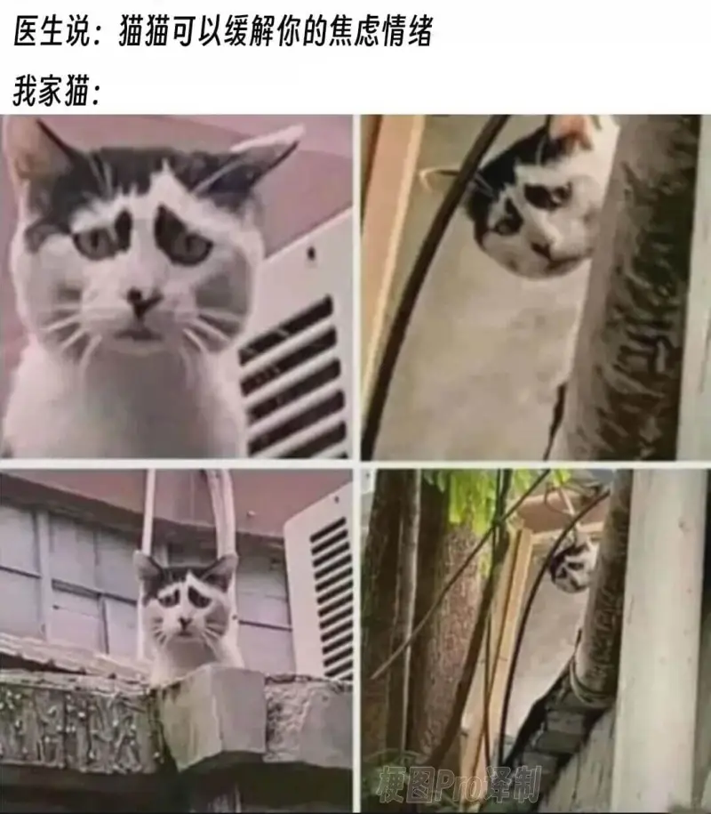 医生说：猫猫可以缓解你的焦虑情绪我家猫：梗图Pro译制