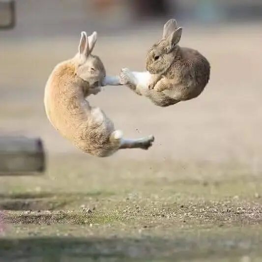 梗图