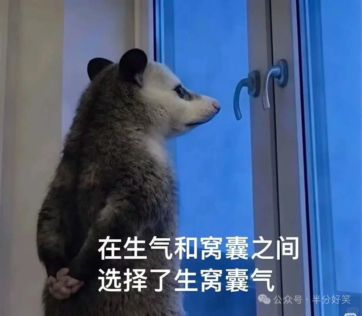 负鼠还是那么权威，字字句句戳心窝，越戳越疼😭