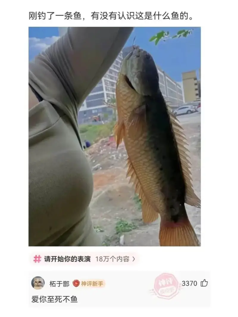 刚钓了一条鱼，有没有认识这是什么鱼的请开始你的表演18万个内