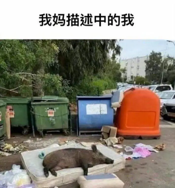我妈描述中的我