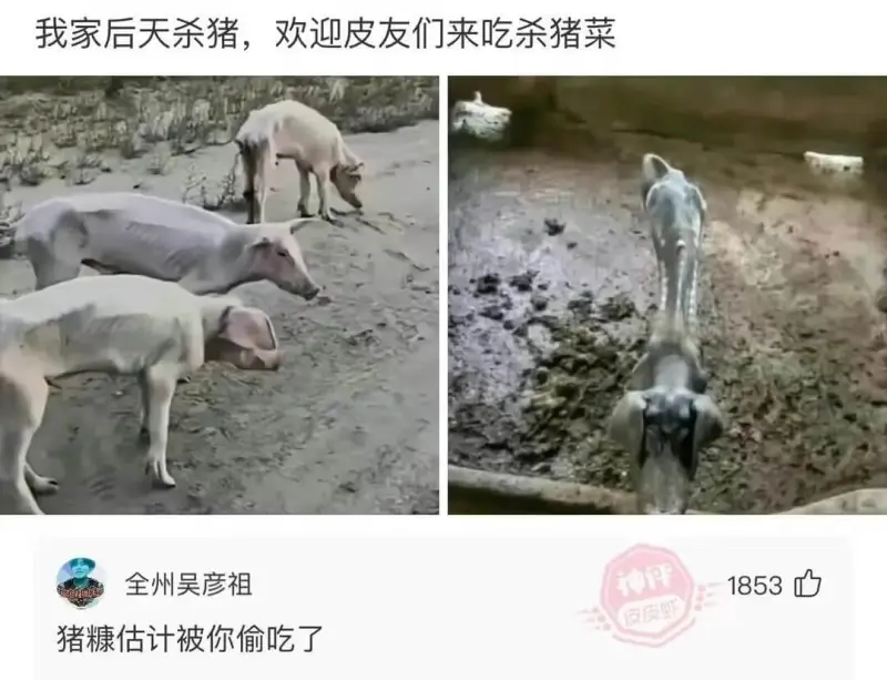 我家后天杀猪，欢迎皮友们来吃杀猪菜全州吴彦祖神评1853皮皮