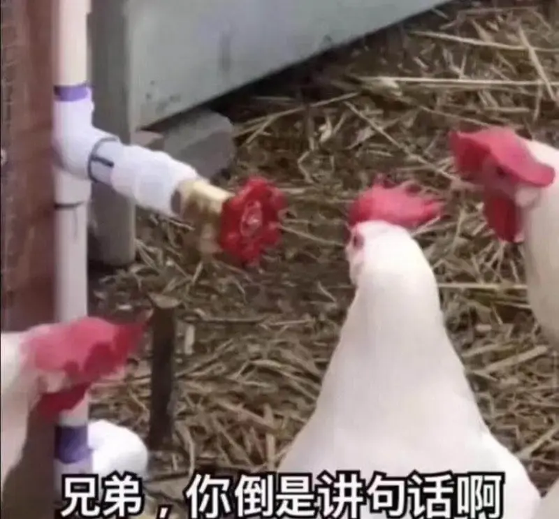兄弟，你倒是讲句话啊