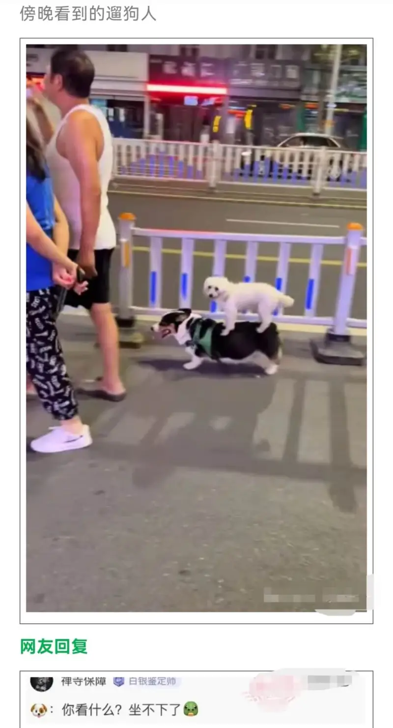 傍晚看到的遛狗人网友回复禅寺保障白银鉴定帅：你看什么？坐不下