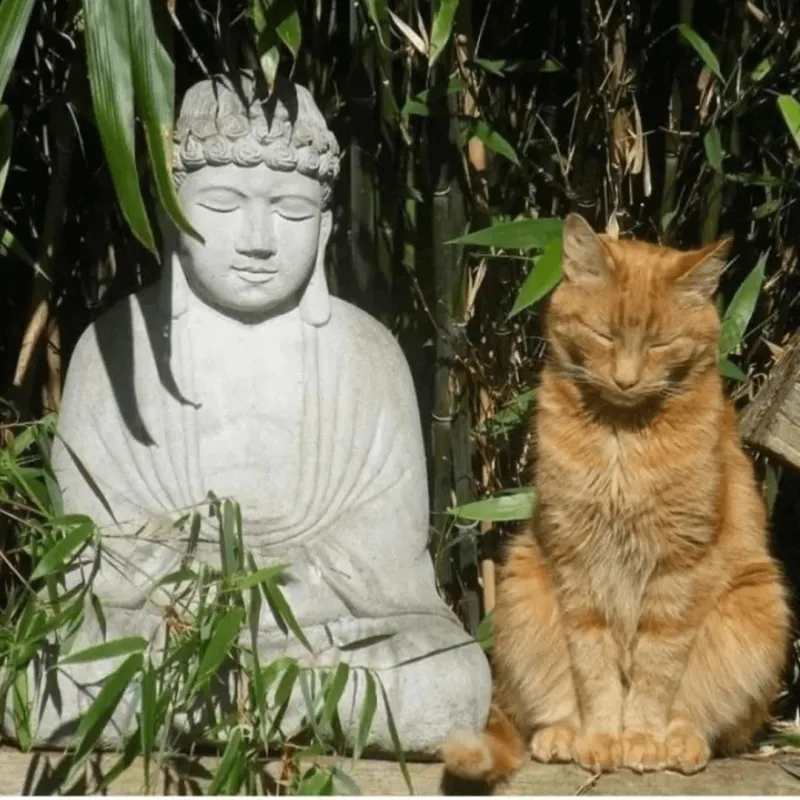 佛本无相凡所有相皆为虚妄若见小猫即见如来