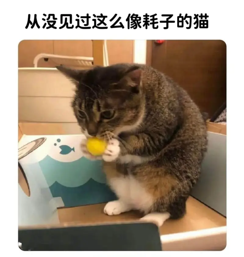 从没见过这么像耗子的猫