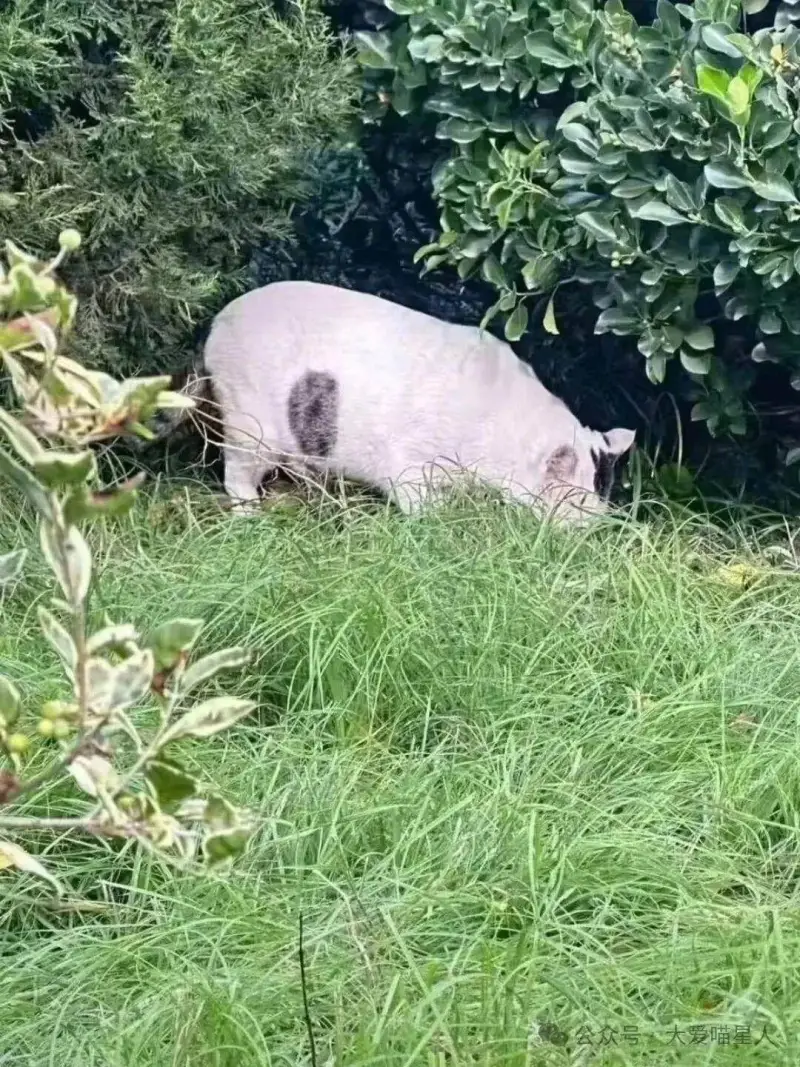 今天就是天王老子来了，这也是头猪。