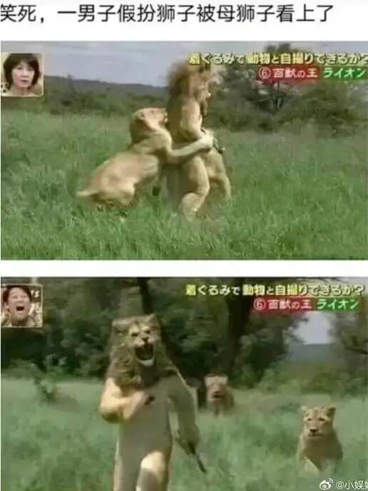 笑死，一男子假扮狮子被母狮子看上了。@小娱