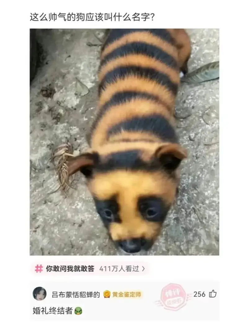 这么师气的狗应该叫什么名字？你敢问我就敢答客411万人看过）