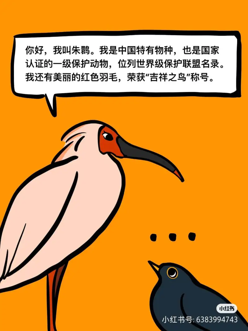 你好，我叫朱。我是中国特有物种，也是国家认证的一级保护动物，
