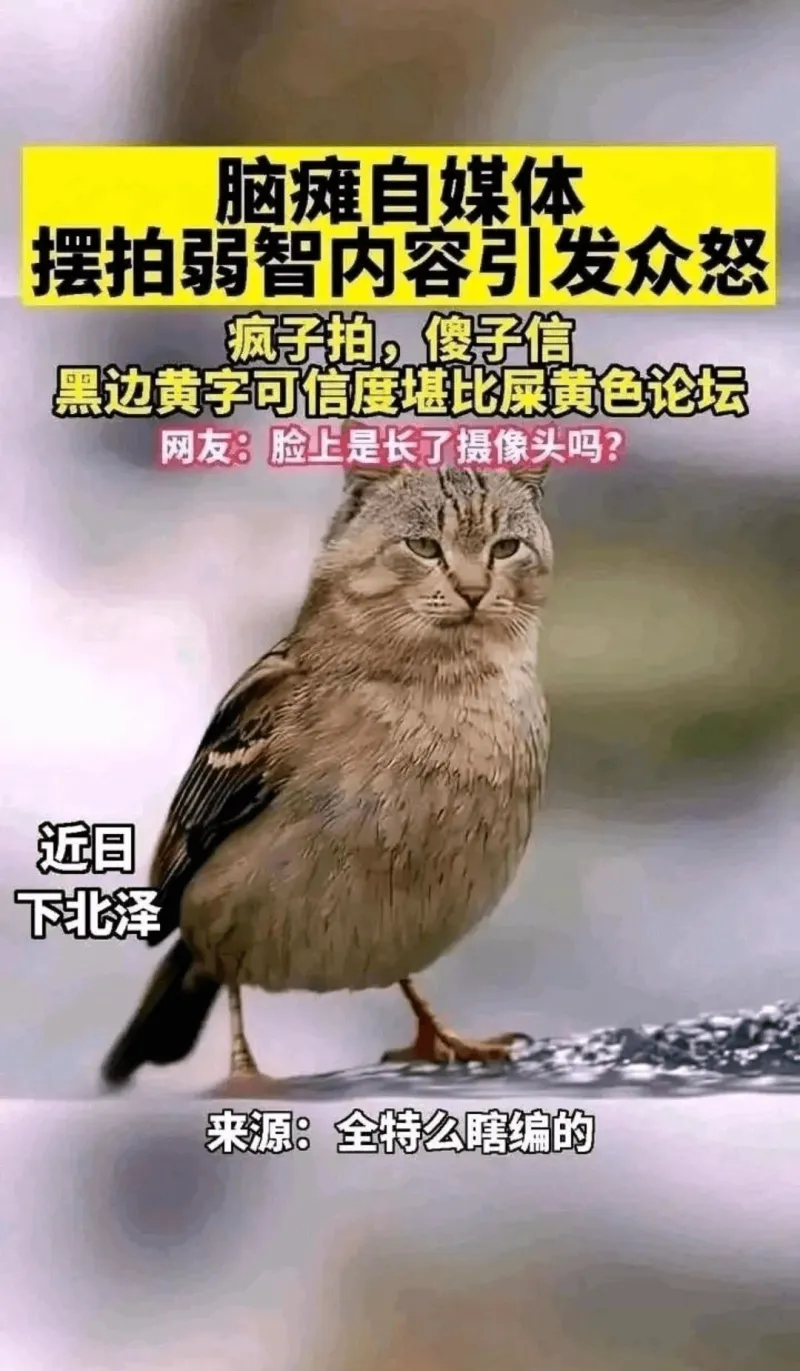 脑瘫自媒体摆拍弱智内容引发众怒疯子拍，傻子信。黑边黄字，可信