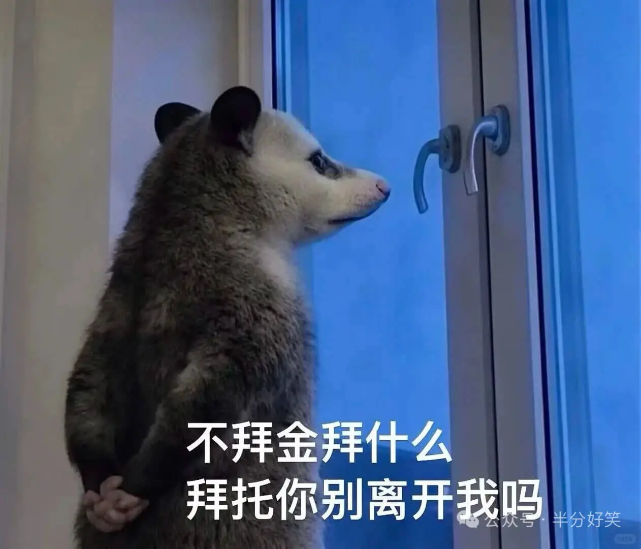 负鼠还是那么权威，字字句句戳心窝，越戳越疼😭