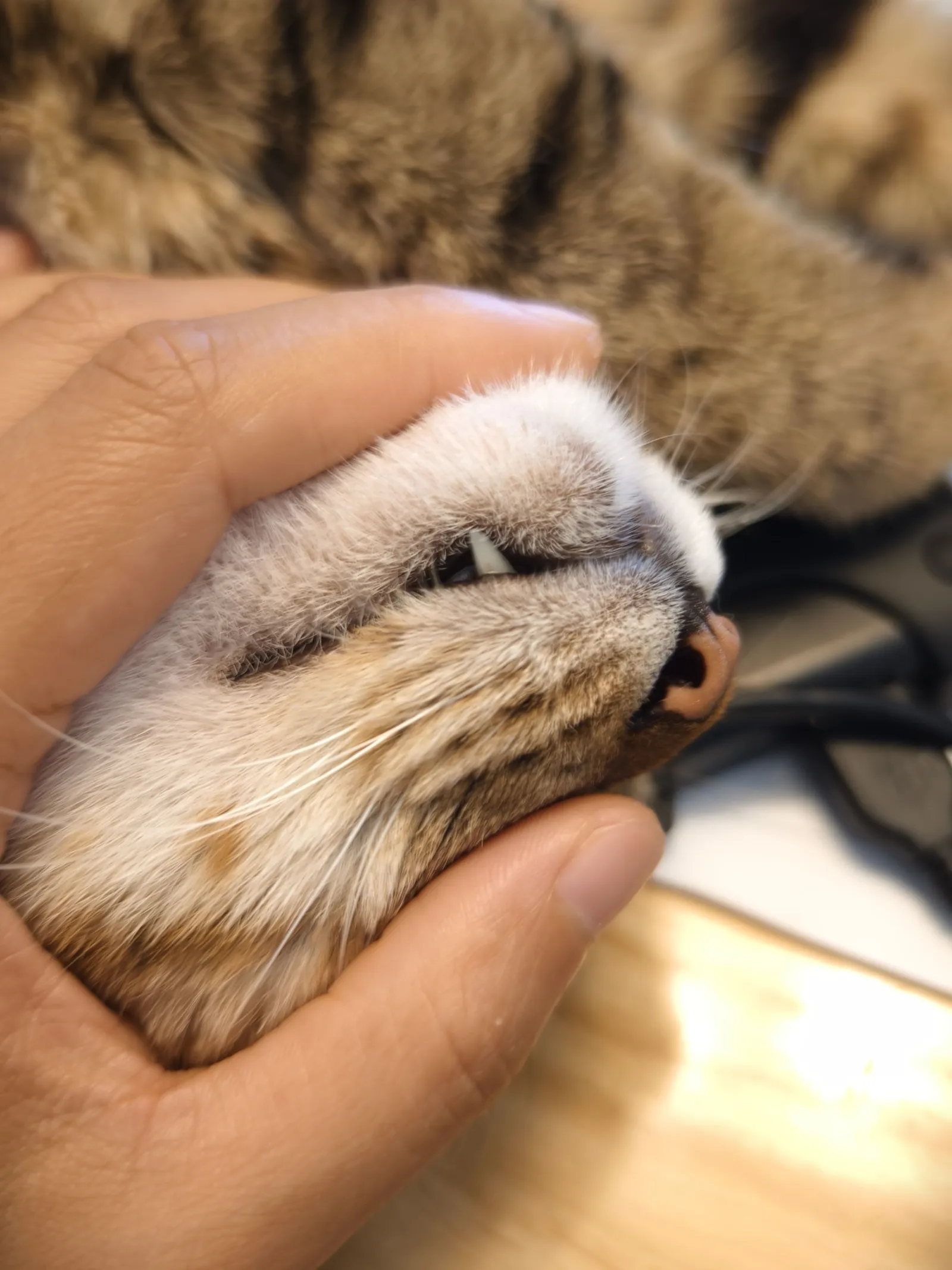 梗图