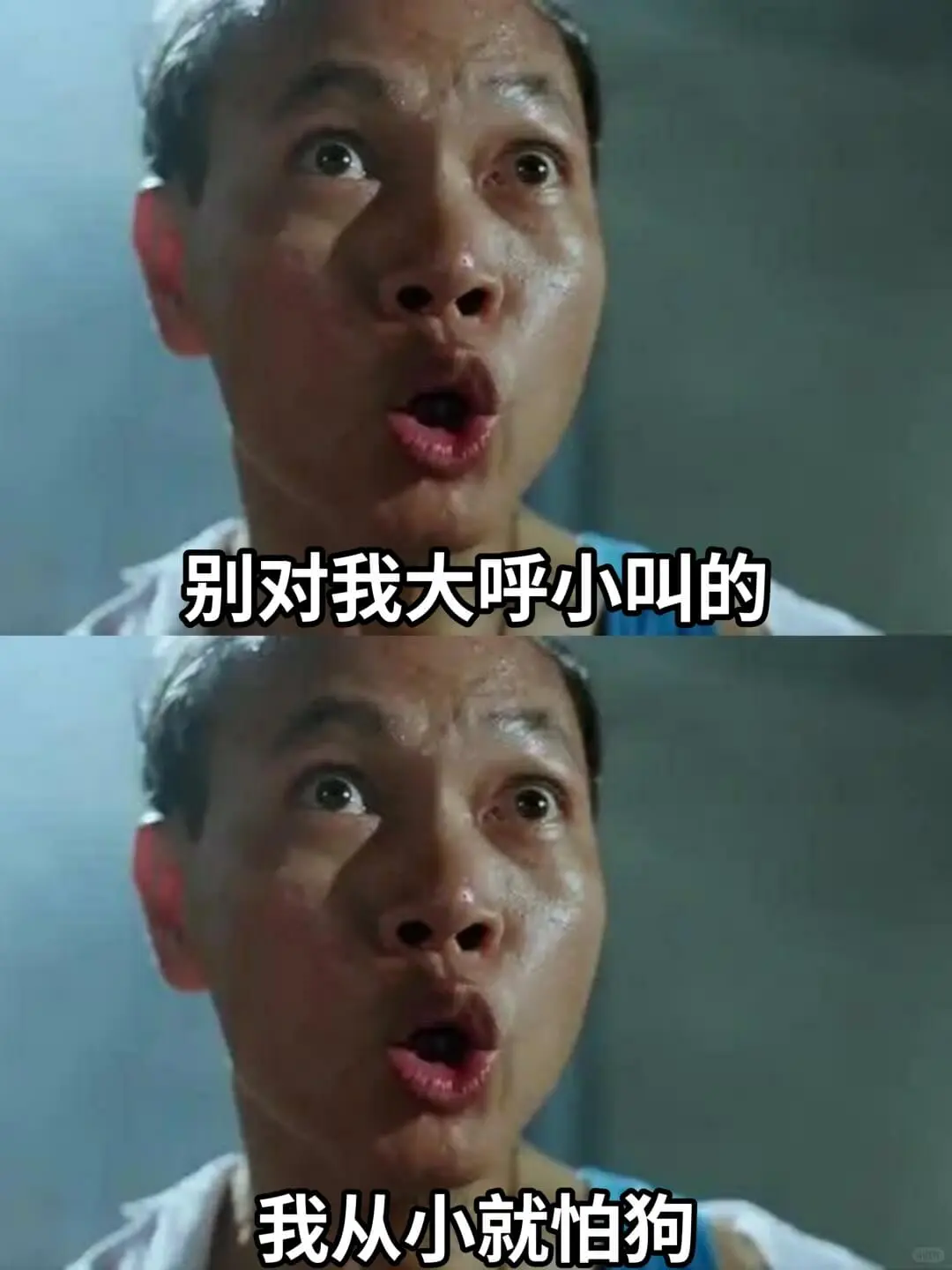 别对我大呼小叫的我从小就怕狗