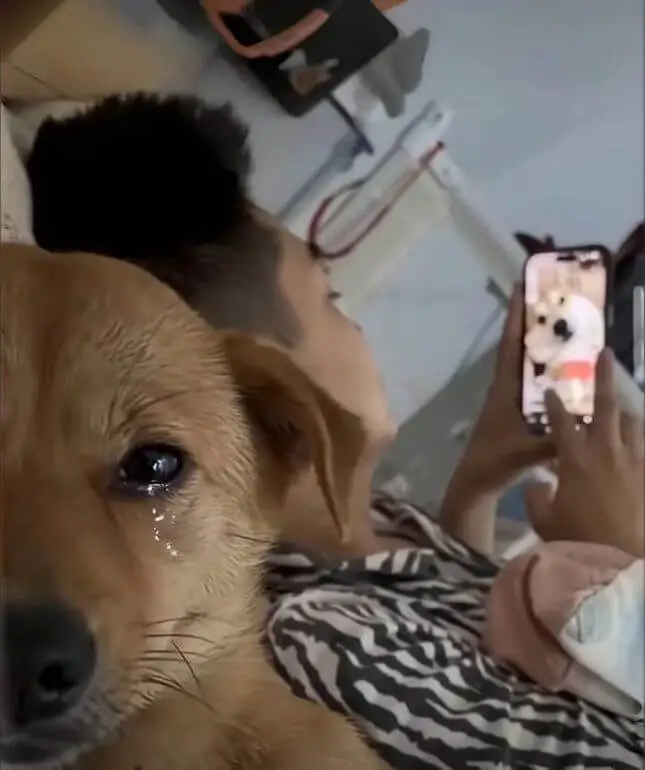 梗图