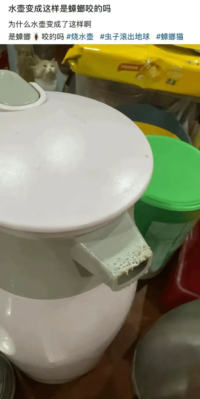 水壶变成这样是蟑螂咬的吗？为什么水壶变成了这样啊？是蟑螂咬的
