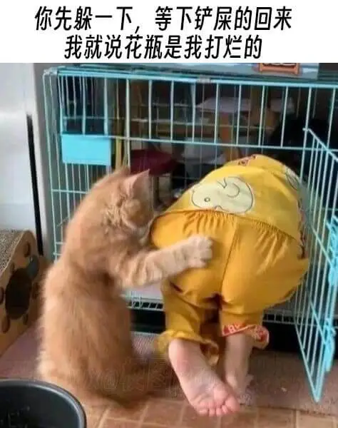 你先躲一下，等下铲屎的回来我就说花瓶是我打烂的
