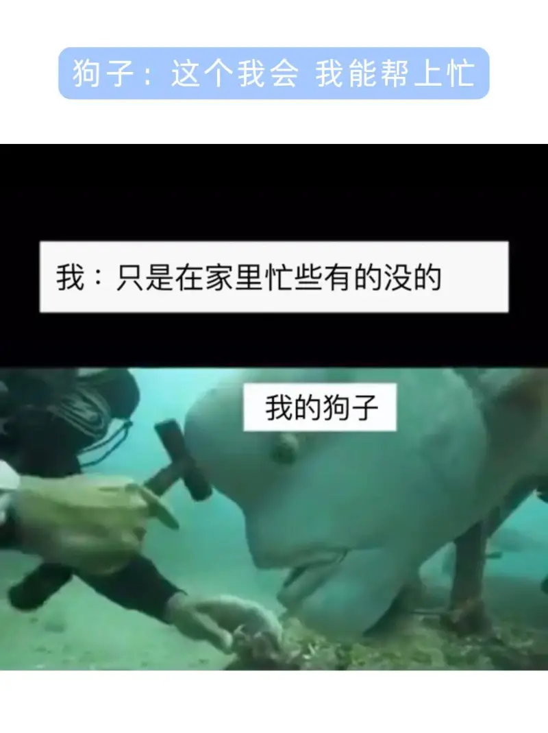 狗子：这个我会我能帮上忙我：只是在家里忆忙些有的没的我的狗子
