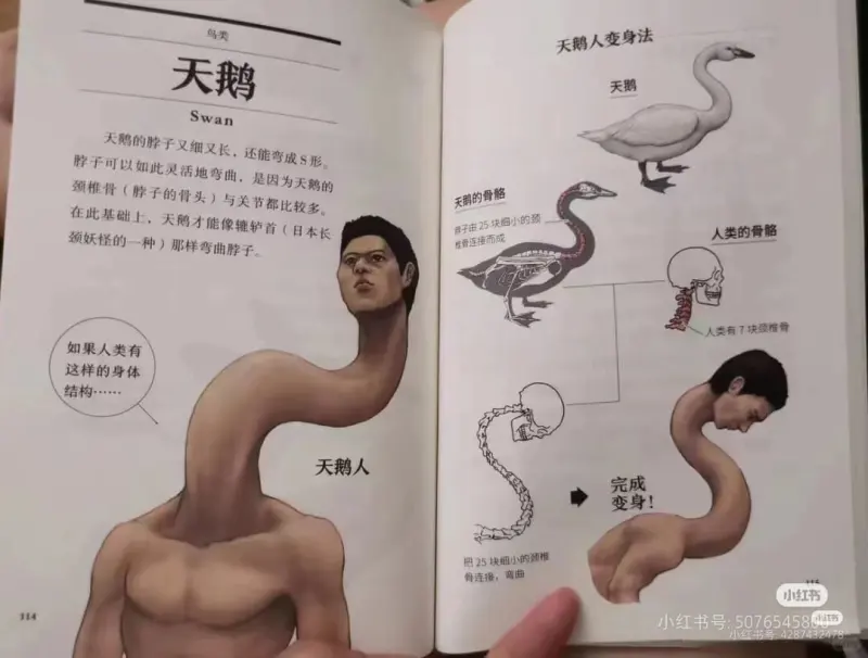 鸟类天鹅Swan天鹅的脖子又细又长，还能弯成S形。脖子可以如